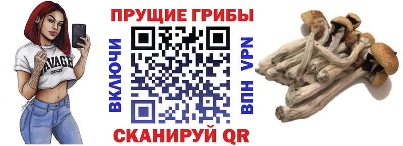 Галлюциногенные грибы Psilocybine cubensis  купить   Ессентукская 